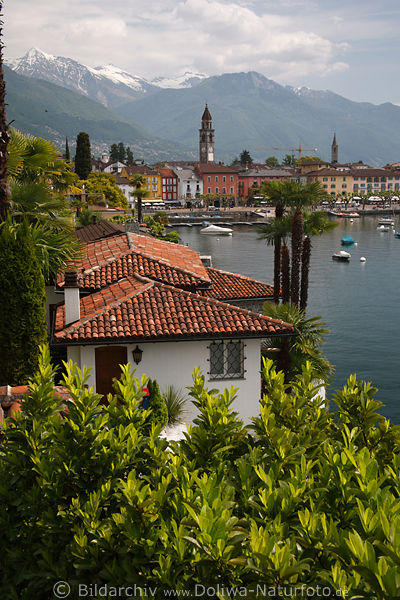 Ascona Foto Bucht Lago Maggiore Palmen Dcher Stadt Bergeblick Reisebild