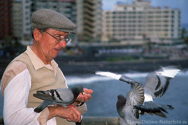 Der Mann und die Tauben Portrait bei Vgeln Taubenftterung Tiere fressen aus der Hand