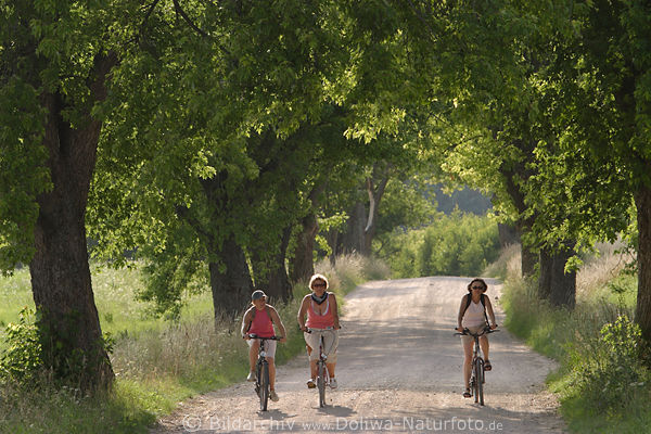 Mdels Trio Radfahrt in Baumallee Masuren Radtour Frauen Feldweg Freizeit radeln