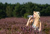 Blondine in Heideblütenfeld trinkt aus Wasserflasche