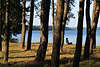 Baumufer-Frau am See Wasserblick unter Hochbäumen sitzen relaxen