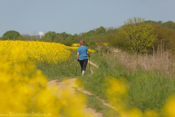 Rapspfad Gelbfeldblte Wanderin Bilder Frau mit Stcken Spaziergang in Naturfoto