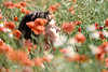 Frau in Blumenfeld Kopfportrt Trumereien in Naturblte des Klatschmohn