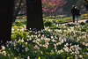 904193_ Spaziergang bei Frühlingsblüte, Verliebtes Paar Romantik Foto auf Parkweg gehen, Mann & Frau