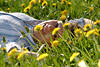 Mädchen liegen in Gras Gelbblüten Blumenfeld lächeln in Frühlingswies