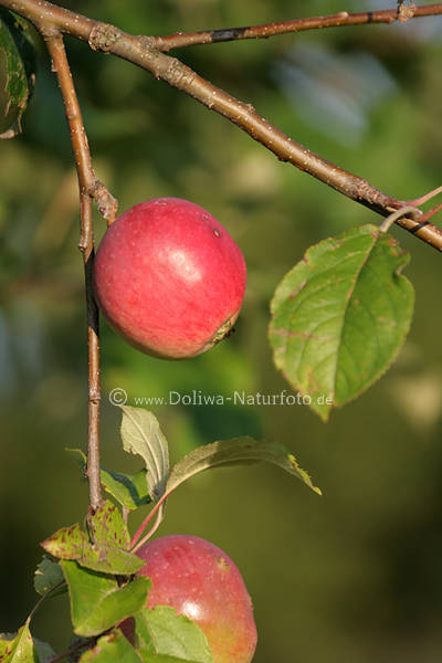 pfel Paar Apfelobst-Zweig Obstbaumzweig Apfelbaum rote Frchte Bild
