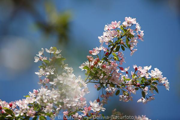 Apfelblte Frhlingsfoto Obstbaum Bltenzweig rosaweiss purpur blhen