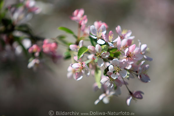 Holzapfel Malus Frühling rosa-weiß Apfelblüte