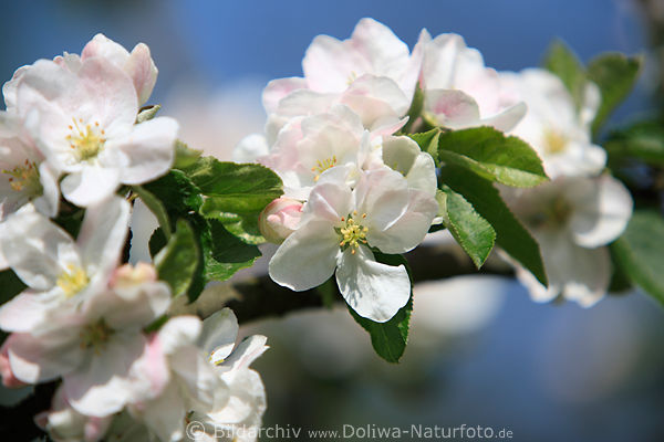 Apfelblten Makrofoto in Frhling weiss-rosa blhende Obstbaumblten
