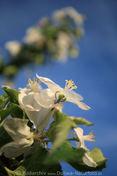 Apfelblüte zarte Weissblümchen am Himmelsblau in Frühling