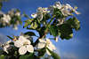 Apple fruit-tree flower image, bloom in spring blooming on the blue sky, plant picture archive