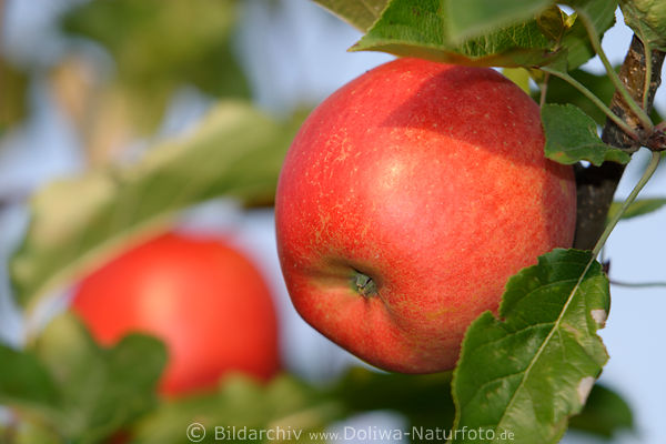pfel rote Frchte Bild in Blttern Obstbaumreife