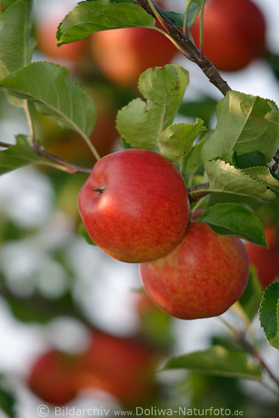 pfel rote Apfelsinnen Obst am Baumzweig