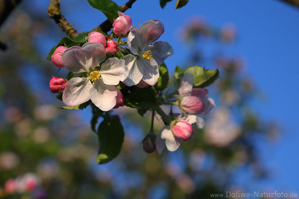 Apfelblte Grobild Makrofoto rosa-weiss blhen am Himmel blauer Hintergrund