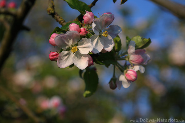 Apfelblte Makrobild weiss-rosa blhen