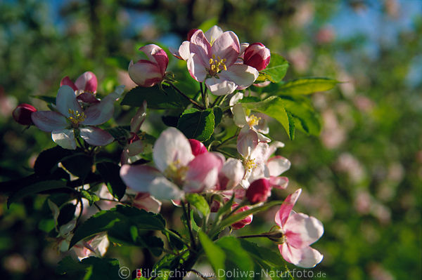 Apfelblte Foto weiss-rot blhende Apfelzweige