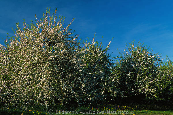 Apfelbume voll Weissblten Obstbaumblte am Blauhimmel