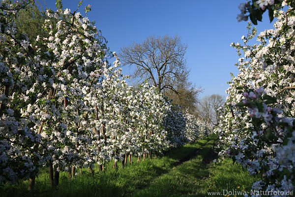 Apfelplantage weiss blhende Bume Reihe Frhlingsblte