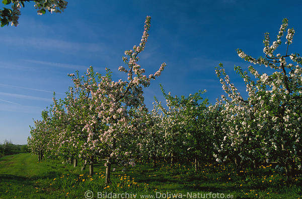 Apfelplantage-Foto Obstbaumblte Frhlingsbild blhende Apfelbume am Blauhimmel