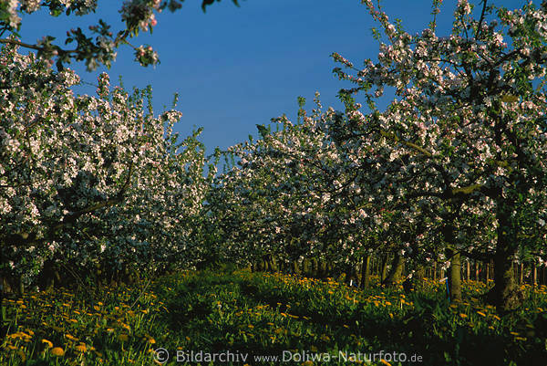 Apfelplantage blhende Apfelbume ber Gelbblumen Frhlingsblte in Grngras