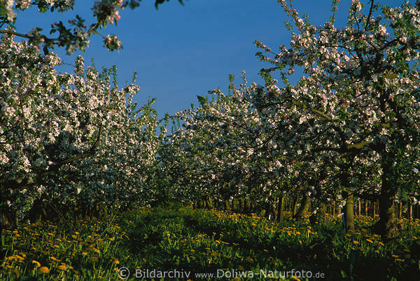 Apfelplantage blhende Apfelbume ber Gelbblumen Frhlingsblte in Grngras