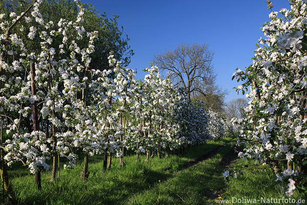 Apfelplantage Baumreihe Frhlingsblte weiss blhen