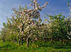 Apfelplantage Frhlingsblte Bild weissblhende Apfelbume Foto in Grngras Gelbblmchen