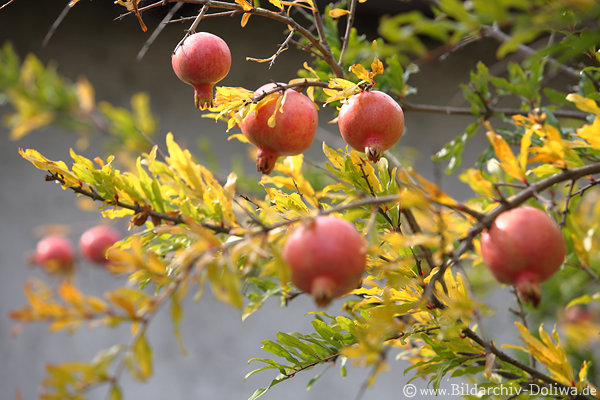 Granatapfelbaum Rotfrüchte Bild Obst Granatfrucht reifende Punische Äpfel Foto