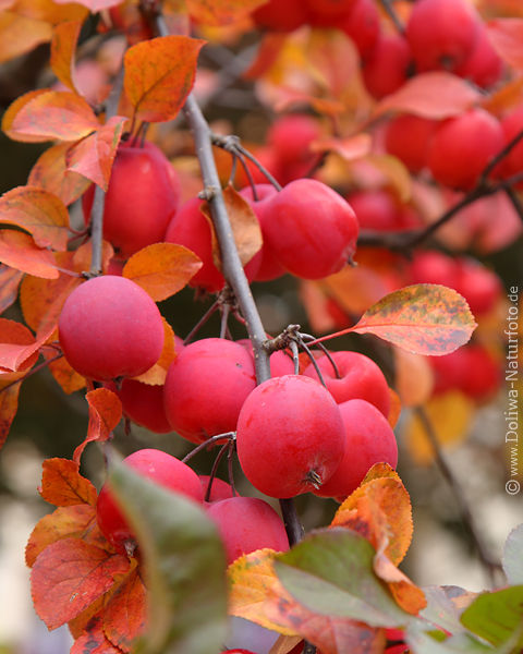 Zierapfel Rotfrchte dicht am Zweig in Herbstblttern