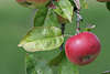 Winterapfel Nahfoto, Apfel rotes Obst, Apfelfrucht am Zweig Foto