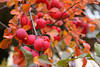 Zierapfel Rotfrüchte Makrofoto dicht am Zweig in herbstlichen Blätter