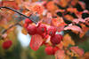Zierapfelfrüchte Bild Rotblätterzweig mit Rotäpfeln zierliche Apfelart Foto in Herbstfarben