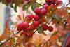 Zierapfel rote Früchte Bilder Kleinäpfel Fotos dicht am Zweig herbstliche Blätter