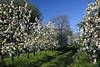 Apfelplantage Baumreihe Frühlingsblüte Foto weiss blühende Bäume Obstbaumblüte Bild