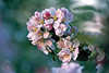 Apfelzweigblüte purpur Färbung Frühling experimentelle Fotografie verwischt in Grünblätter