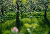 Apfelplantage Frühlingsblüte Bild weissblühende Apfelbäume Foto in Grüngras Gelbblümchen