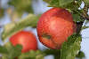 Äpfel rote Früchte Bild in Blättern Obstbaumreife
