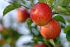 Äpfel am Baumzweig rotes Obst Paar reife Frucht hängen vor Apfelernte