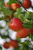 Äpfel rote Apfelsinnen Obst am Baumzweig