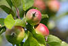 Äpfeln-Trio in Blättern am Apfelbaum wachsen