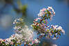 801010_ Apfelblüte in Frühling Fotografie, rosa-weiß Obstbaum Blütenzweig am Himmel, Apfel purpur blühend