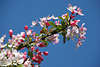 Apfelblütenzweig Frühlingsfoto blühen am Blauhimmel