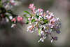 801014_ Apfel Malus Frühling rosa-weiß Apfelblüte Bild, Apfelbaum Blütenzweig zarte Blümchen Fotografie