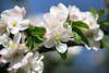 Apfelblüten Makrofoto in Frühling weiss-rosa blühende Obstbaumblüten