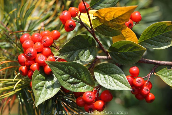 Aronia Beerenfrchte Foto um Grnbltter Zwergvogelbeere Bild 1409699 Rotfrchte