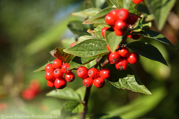 Aronia rote Beeren unreife Frchte in Bltter Zwergvogelbeere