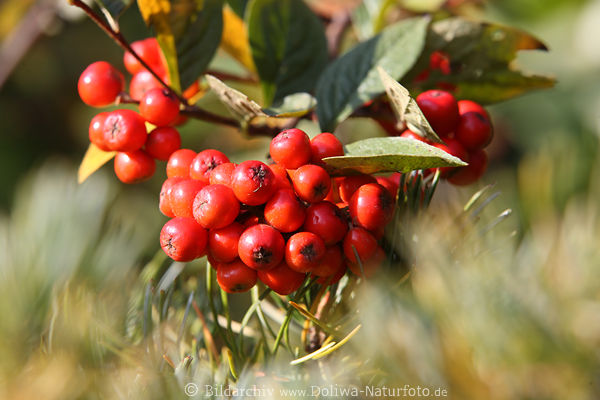 Beerenfrchte Aronia Floradesign Rotbeeren in Unschrfe Fruchtreife
