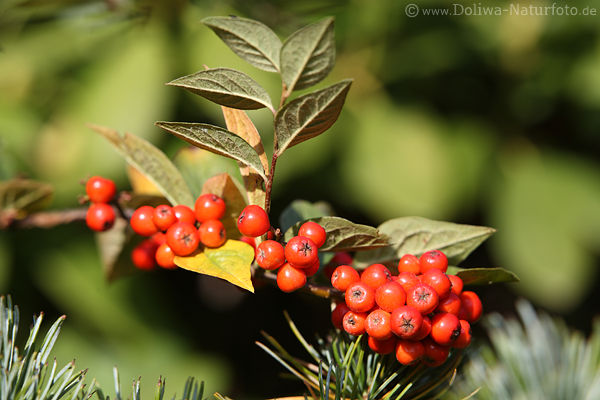 Rotfrchte Beerenzweig Aronia Zwergvogelbeere