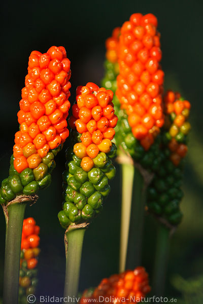 808285_Aronstab rot-grn Beerenfrchte Arum Fruchtstiele Kugelbeeren
