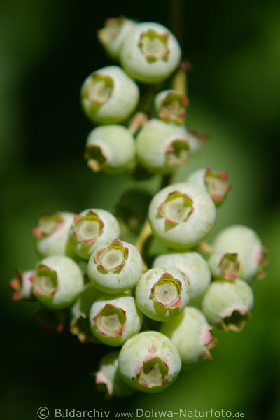 Sentbeere Haselbeeri grne Taubeere Bickbeere